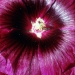 Hibiscus.